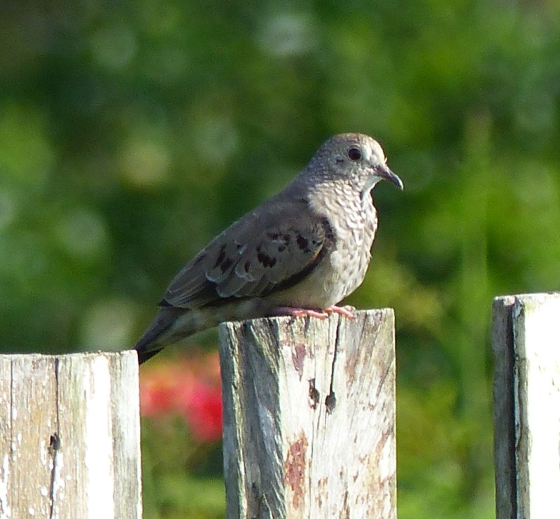 Columbina passerina, Common Ground-Dove, Peni-ati stonka door Jan Hein Ribot