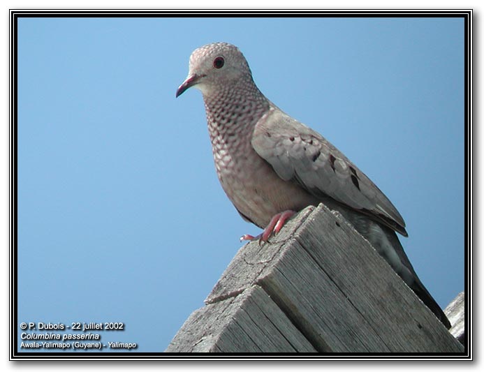 Columbina passerina, Common Ground-Dove, Peni-ati stonka door Pascal Dubois