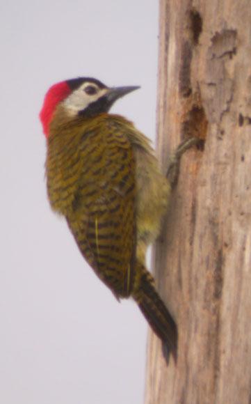 Colaptes punctigula, Spot-breasted Woodpecker,  door Foek Chin Joe