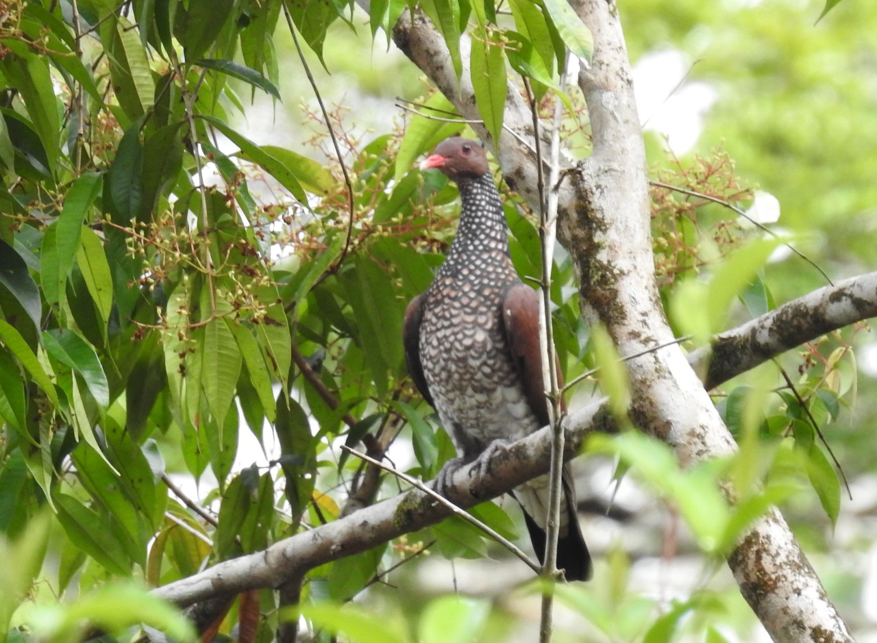 Patagioenas speciosa, Scaled Pigeon, Peni-ati Busidoifi, Peni-ati mangrodoifi door Dominiek Plouvier