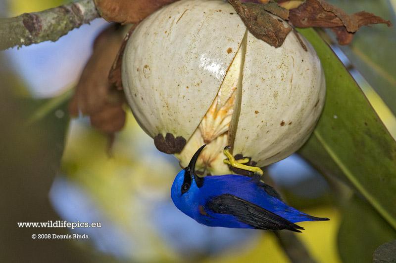 Cyanerpes caeruleus, Purple Honeycreeper, Geelpoot suikervogel door Dennis Binda
