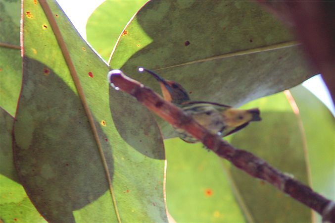 Cyanerpes caeruleus, Purple Honeycreeper, Geelpoot suikervogel door Carla Out