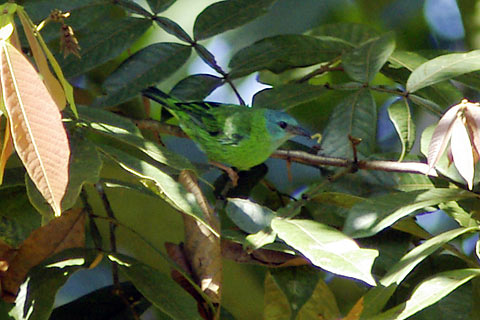 Dacnis cayana, Blue Dacnis, Blauwe pitpit (male), Groene pitpit (female) door N. Takano