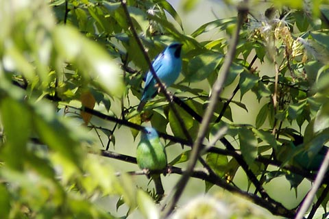 Dacnis cayana, Blue Dacnis, Blauwe pitpit (male), Groene pitpit (female) door N. Takano