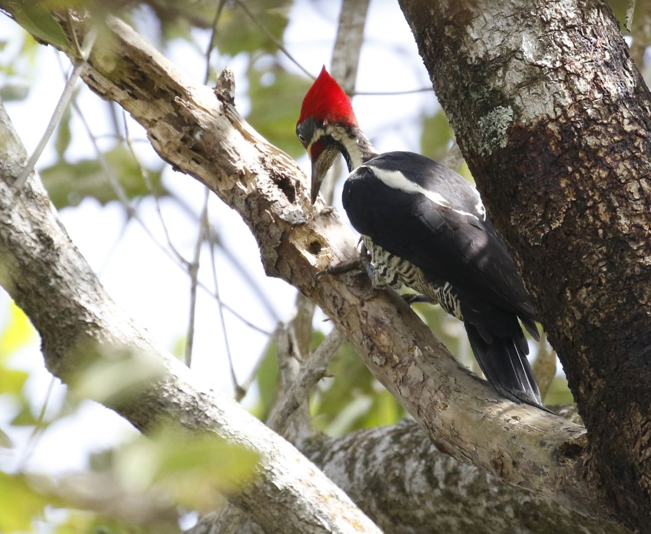Dryocopus lineatus, Lineated Woodpecker,  door Klaas de Jong