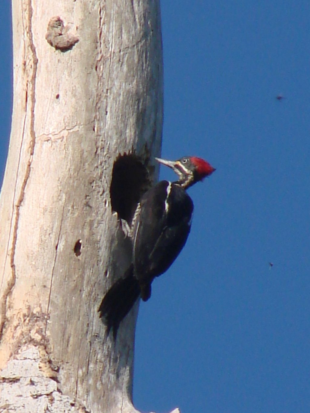 Dryocopus lineatus, Lineated Woodpecker,  door Dominiek Plouvier