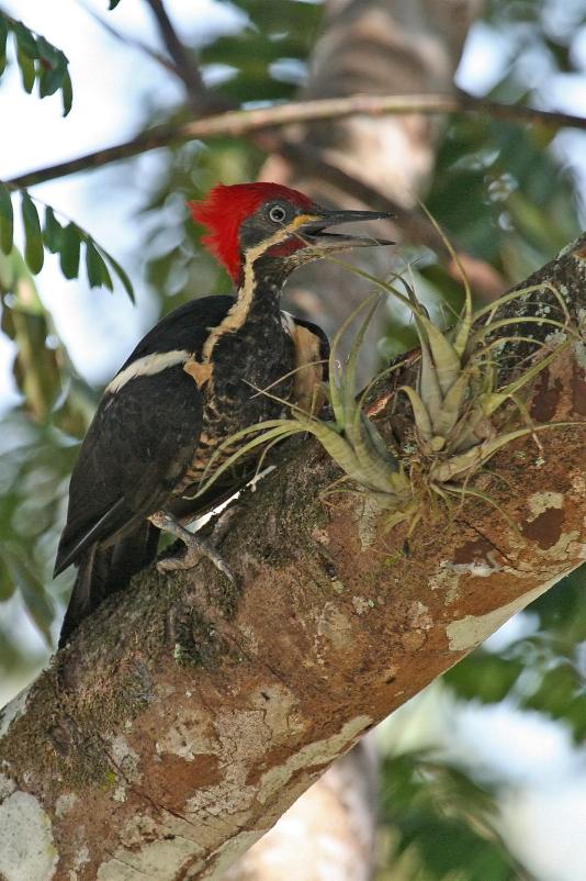 Dryocopus lineatus, Lineated Woodpecker,  door Tinus Knegt