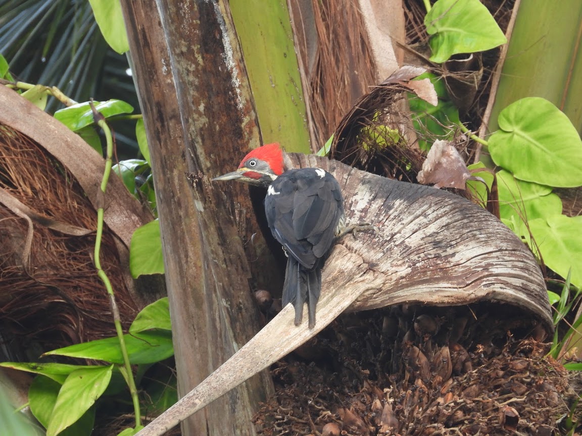 Dryocopus lineatus, Lineated Woodpecker,  door Raoul Ribot