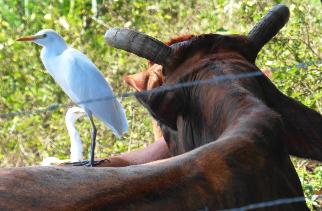 Bubulcus ibis, Cattle Egret, Koereiger/sabaku door Ton Plug