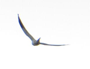Elanoides forficatus, Swallow-tailed Kite, Sesei-aka door Stephan Ferrier