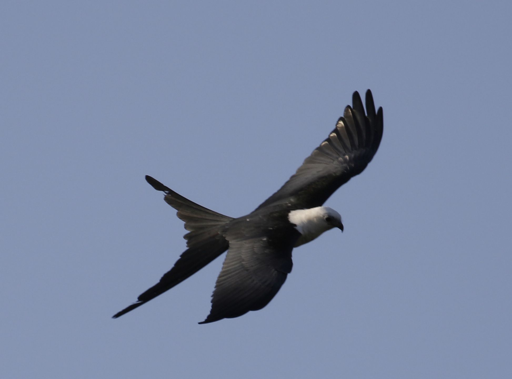 Elanoides forficatus, Swallow-tailed Kite, Sesei-aka door Klaas de Jong