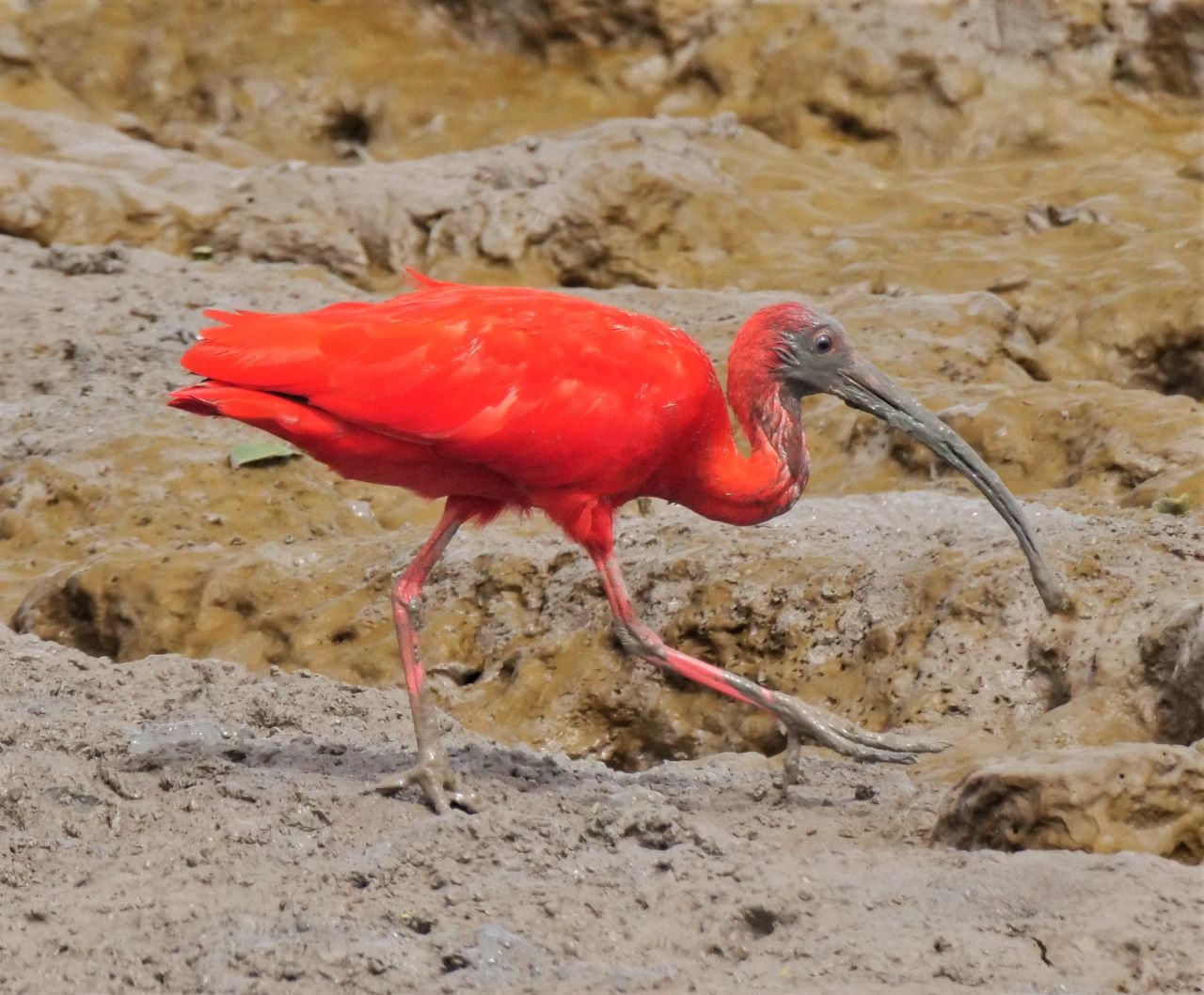 Eudocimus ruber, Scarlet Ibis, Korikori (vroeger Flamingo!) door 