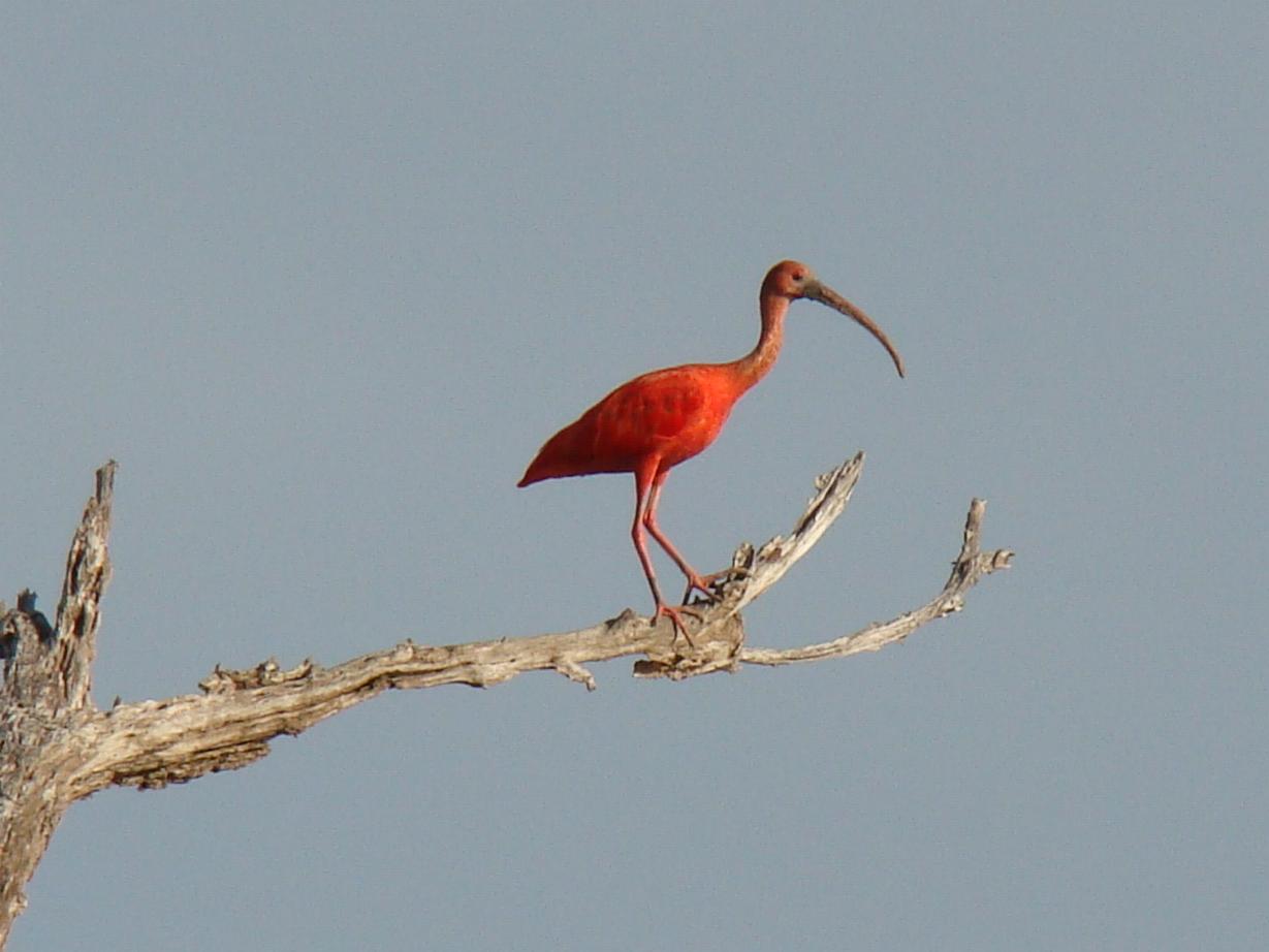 Eudocimus ruber, Scarlet Ibis, Korikori (vroeger Flamingo!) door Dominiek Plouvier