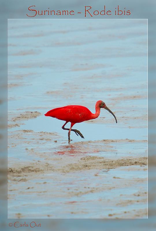 Eudocimus ruber, Scarlet Ibis, Korikori (vroeger Flamingo!) door Carla Out