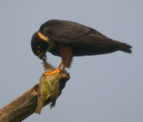 Falco deiroleucus, Orange-breasted Falcon,  door Foek Chin Joe