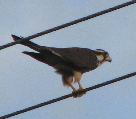 Falco femoralis, Aplomado Falcon,  door K.D. Dijkstra