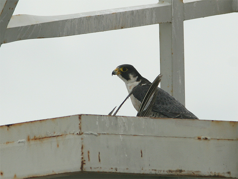 Falco peregrinus, Peregrine Falcon,  door Ricardo van Dijk