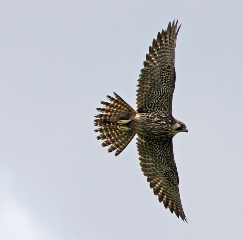 Falco peregrinus, Peregrine Falcon,  door Michel Giraud-Audine