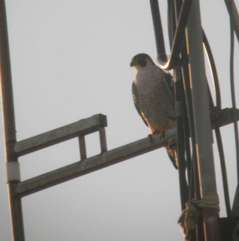 Falco peregrinus, Peregrine Falcon,  door Foek Chin Joe