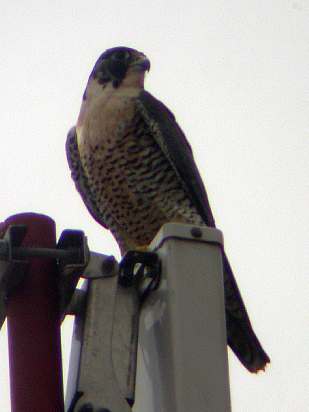 Falco peregrinus, Peregrine Falcon,  door Erik Toorman