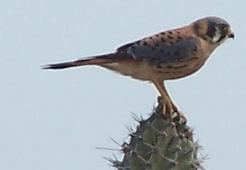 Falco sparverius, American Kestrel,  door Jan Hein Ribot