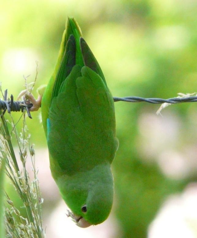 Forpus passerinus, Green-rumped Parrotlet, Okroprakiki door Leo Olmtak