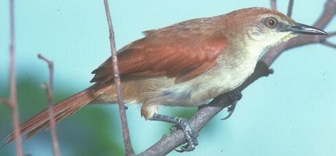 Certhiaxis cinnamomea, Yellow-chinned Spinetail, Fityo door John S. Dunning