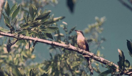 Coccyzus minor, Mangrove Cuckoo,  door Arie Spaans