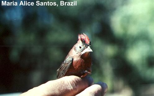 Coryphospingus cucullatus, Red-crested Finch,  door Maria Alice Santos