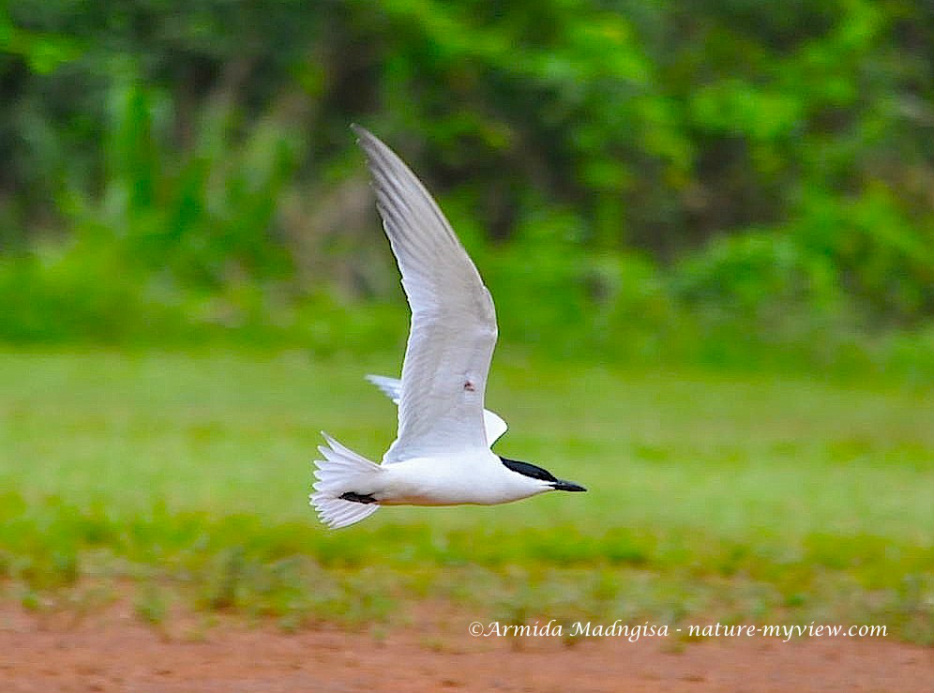 Gelochelidon nilotica, Gull-billed Tern,  door Armida Madngisa nature guide