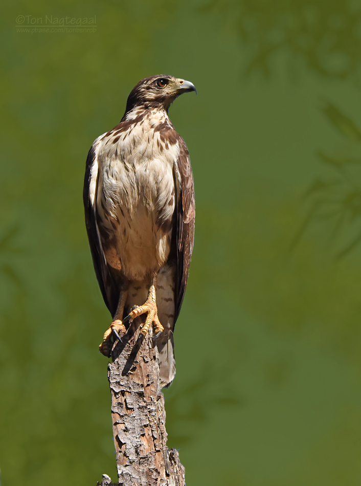 Buteogallus meridionalis, Savanna Hawk, Aka door Ton Nagtegaal
