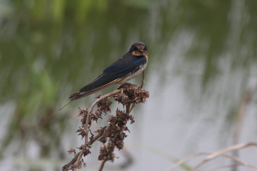 Hirundo rustica, Barn Swallow,  door Carl Beel