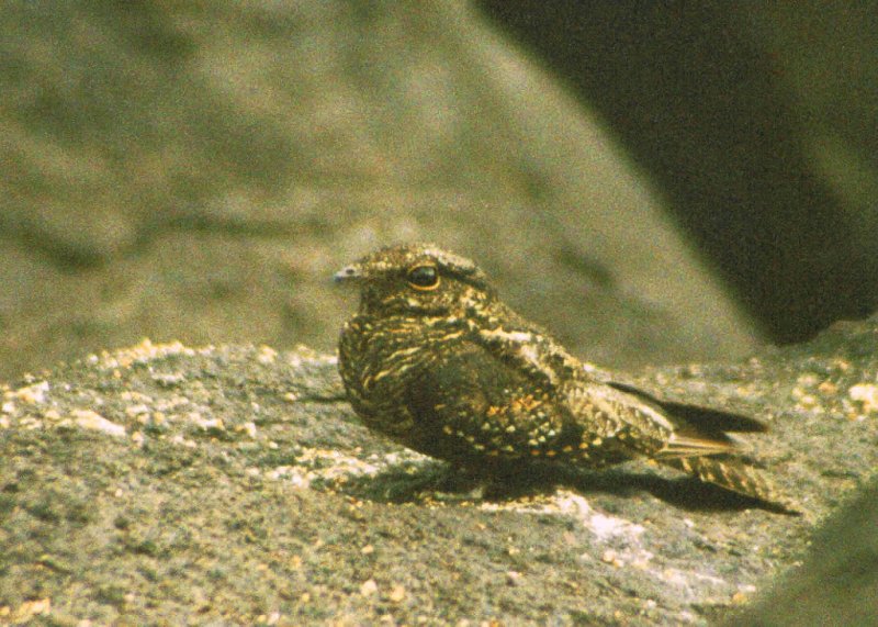 Hydropsalis climacocerca, Ladder-tailed Nightjar,  door Ton Plug