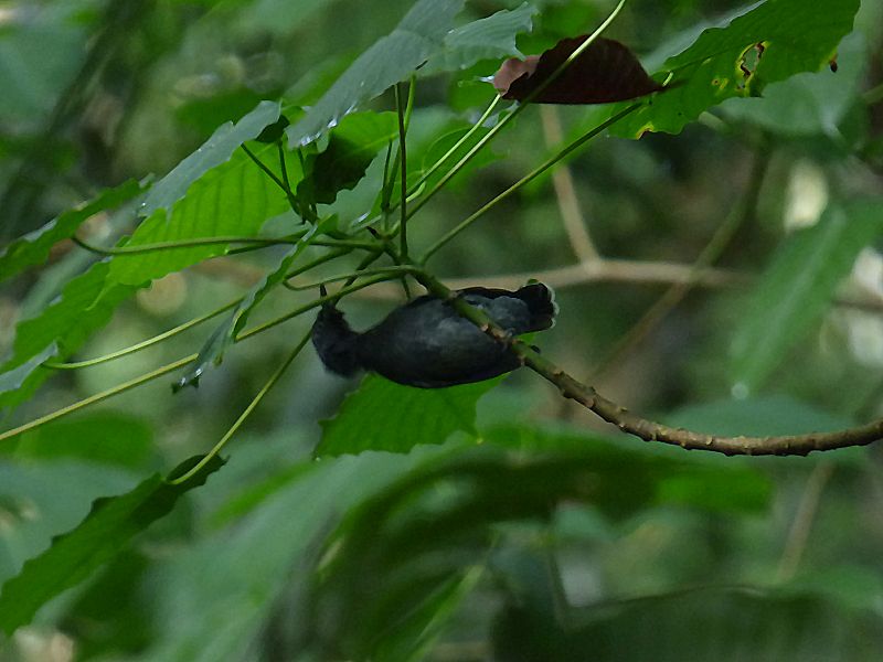 Hypocnemoides melanopogon, Black-chinned Antbird,  door Erik Toorman
