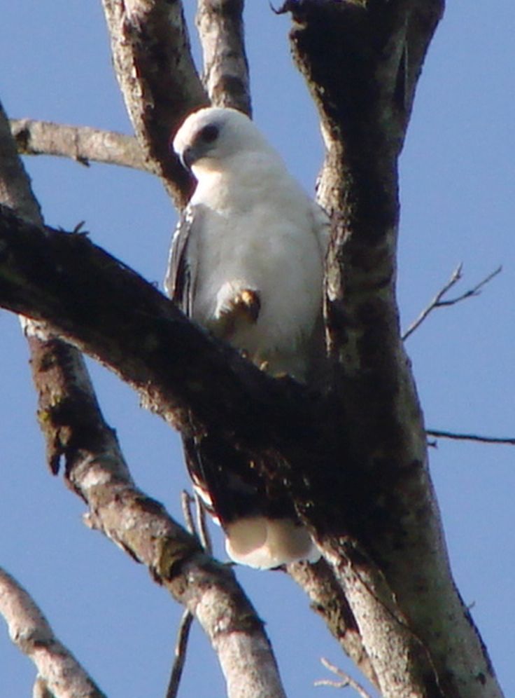 Pseudastur albicollis, White Hawk, Weti aka door Dominiek Plouvier