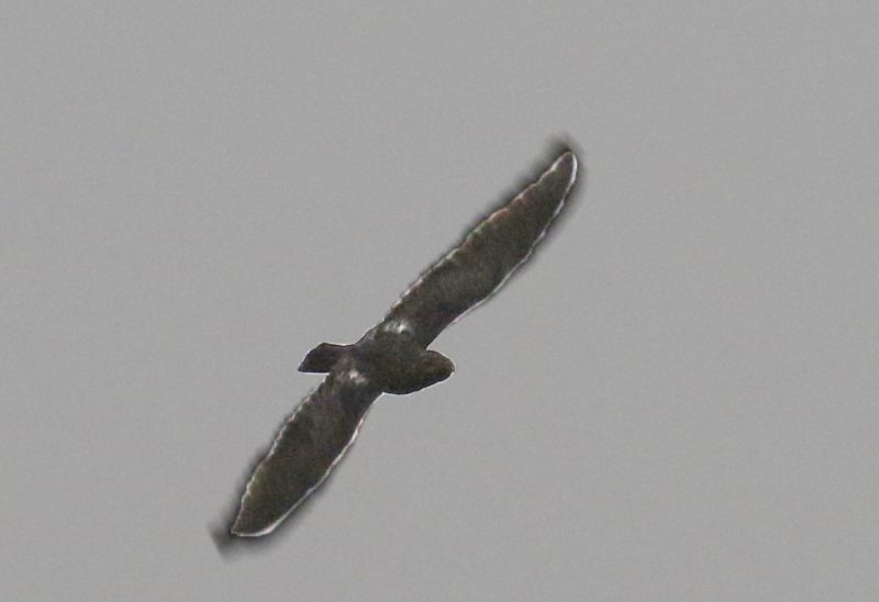 Lurocalis semitorquatus, Short-tailed Nighthawk,  door Klaas de Jong