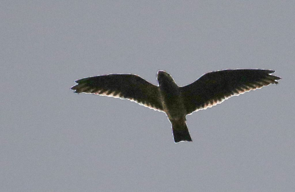 Lurocalis semitorquatus, Short-tailed Nighthawk,  door Klaas de Jong