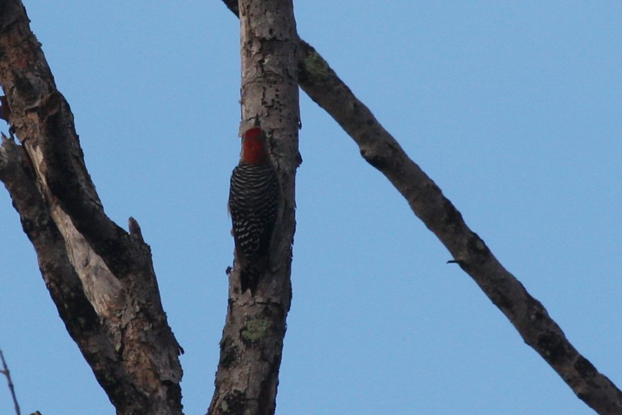 Melanerpes rubricapillus, Red-crowned Woodpecker,  door Carl Beel
