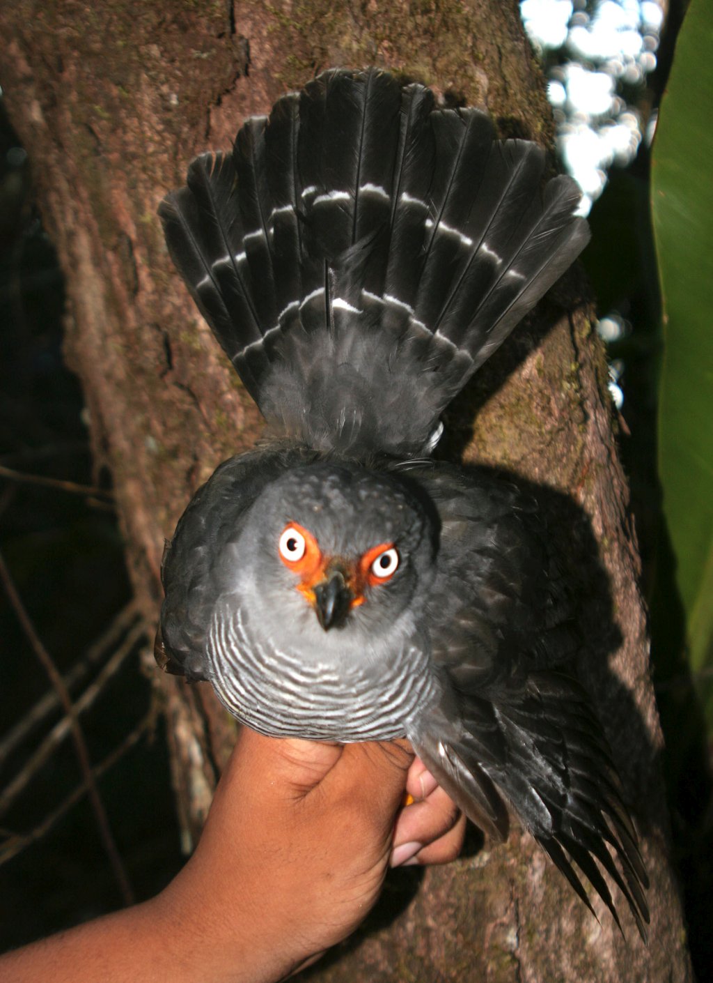 Micrastur gilvicollis, Lined Forest-Falcon,  door Kristof Zyskowski