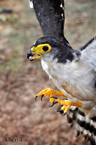 Micrastur mirandollei, Slaty-backed Forest-Falcon,  door Cheryll