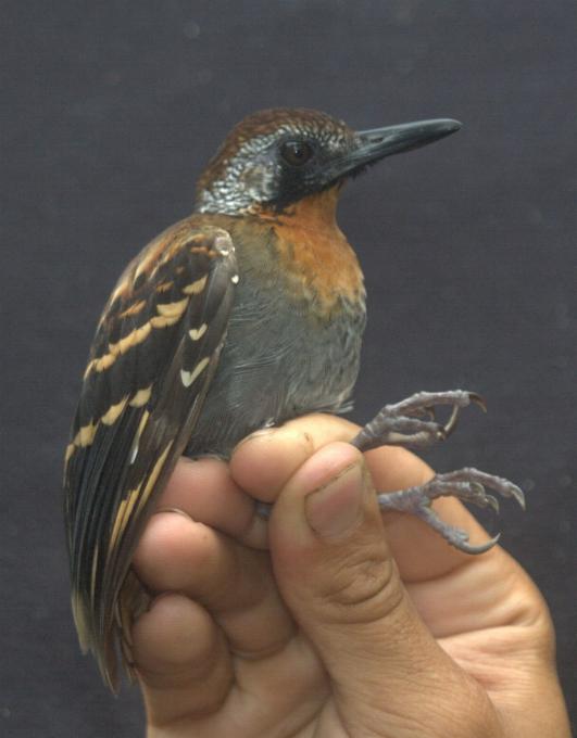 Myrmornis torquata, Wing-banded Antbird,  door John Mittermeier