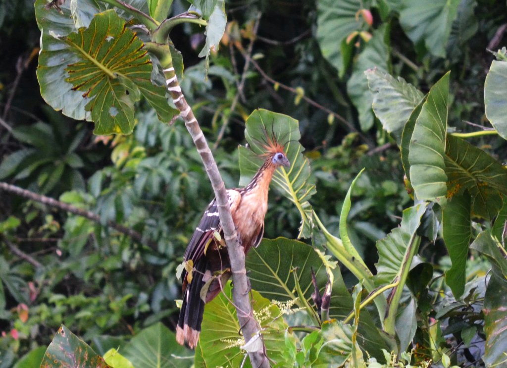 Opisthocomus hoazin, Hoatzin, Stinkvogel door Ton Plug