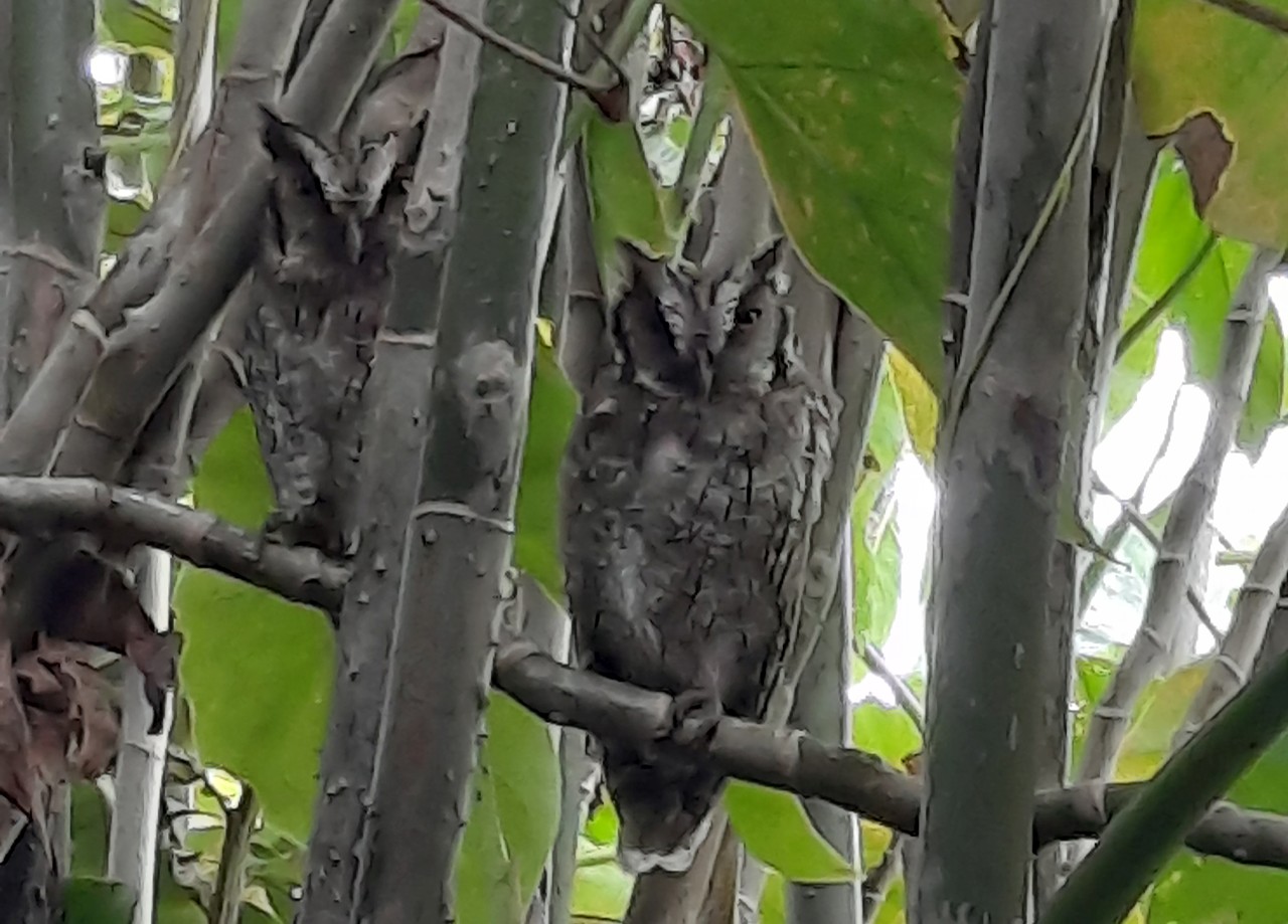 Megascops choliba, Tropical Screech-Owl,  door Iling Tjon Pian Gi