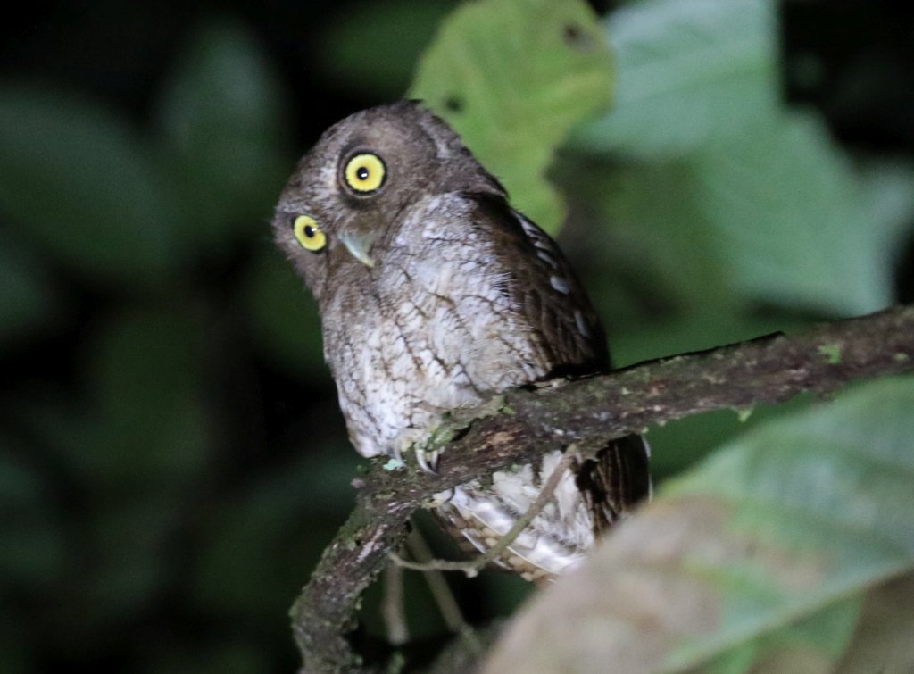 Megascops guatemalae, Vermiculated Screech-Owl,  door Adam Dybich