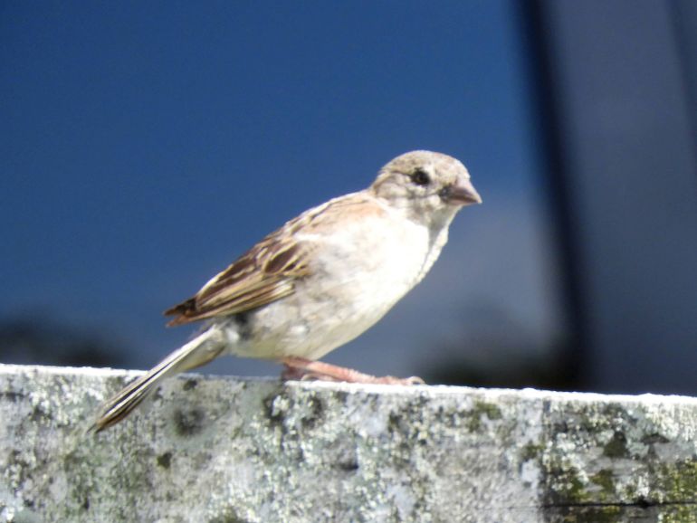 Passer domesticus, House Sparrow,  door Eke van Batenburg
