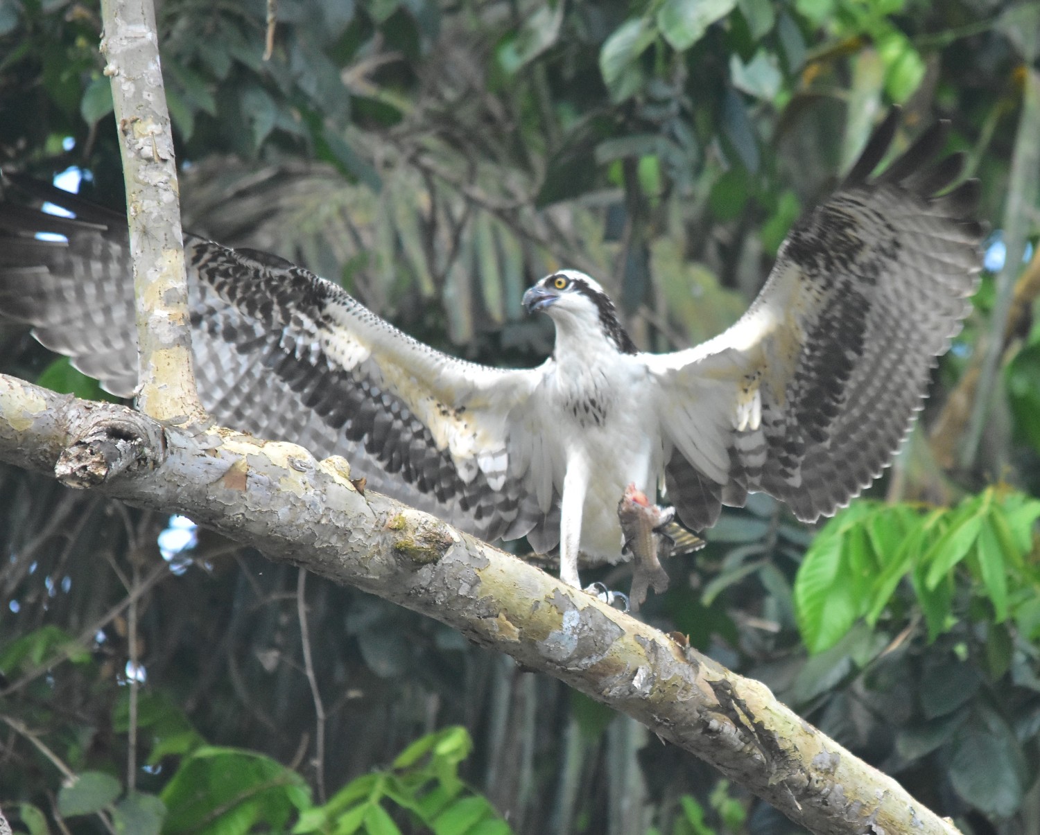 Pandion haliaetus, Osprey, Bigi Fisi Aka door Armida Madngisa nature guide