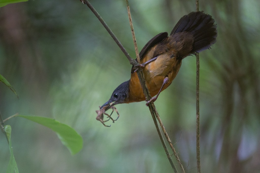 Schistocichla leucostigma, Spot-winged Antbird,  door Matthias Fernandez
