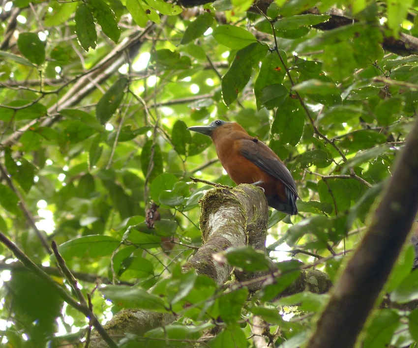 Perissocephalus tricolor, Capuchinbird, Busikaw, Kawfowru door Matthias Fernandez