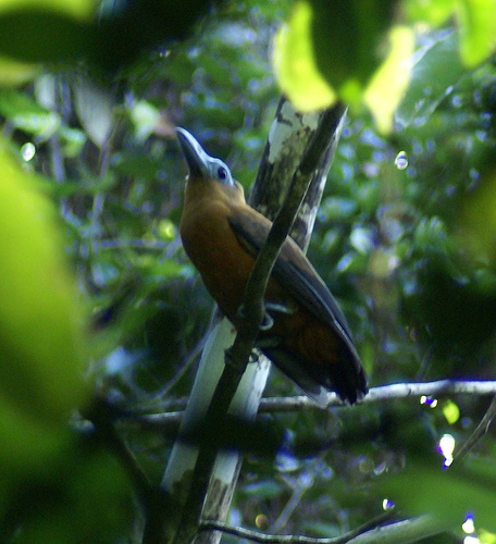 Perissocephalus tricolor, Capuchinbird, Busikaw, Kawfowru door Willo van der Eijk