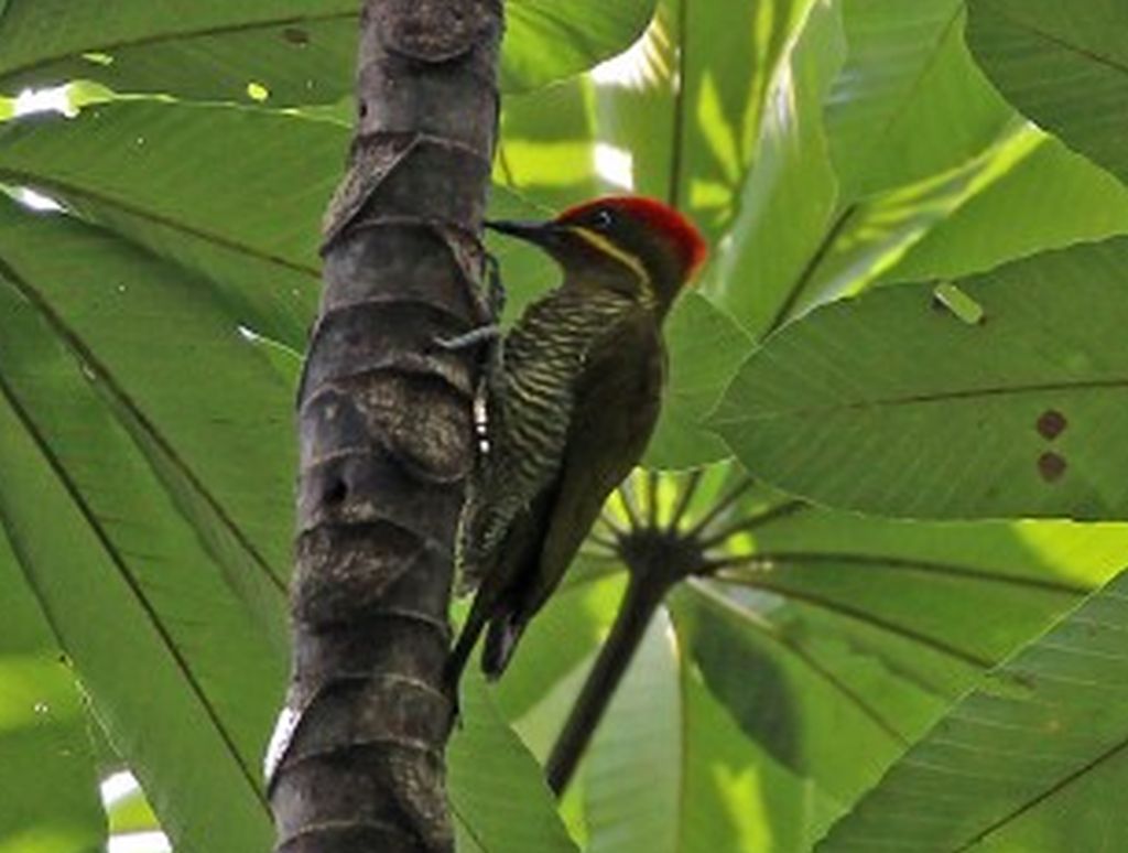 Piculus chrysochloros, Golden-green Woodpecker,  door Bram Vogels